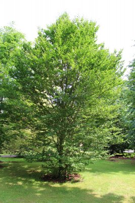 Fagus sylvatica 'Rotundifolia' - buk lesní - jarní habitus